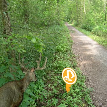 schilder-wald_